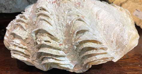 林奇震 硨磲貝化石